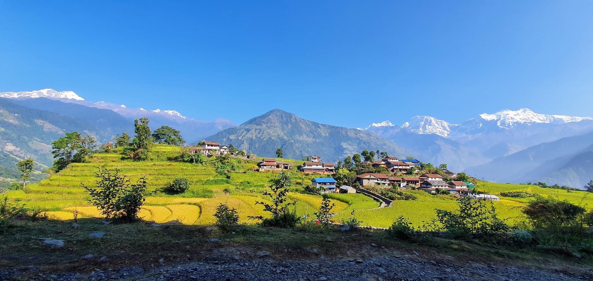 A remote Nepal village surrounded by lush green paddy fields, and snow capped mountains in the distance