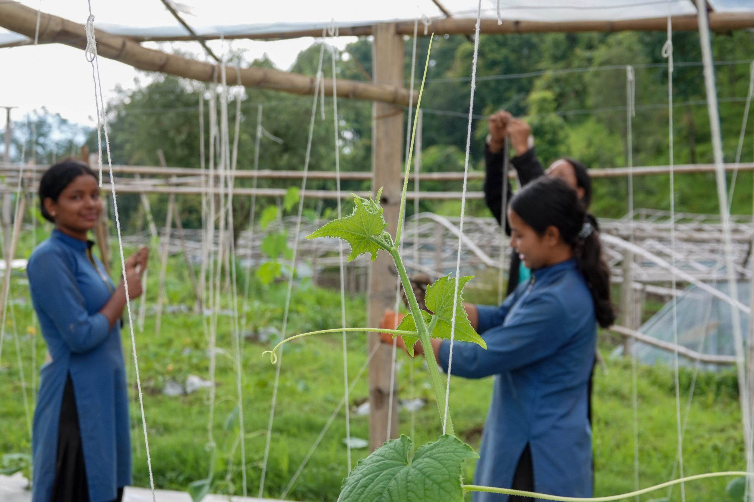 Three young girls working on a tomato trellis